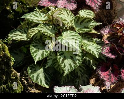 Bel colore di Begonia Rex, una delle piante da interno più popolari, adatto per la decorazione di scrivania o tavolo. Foto Stock