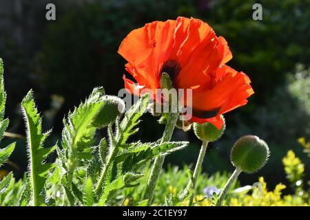 Papavero rosso retroilluminato sulla parete di un giardino nella città di Frome, Somerset, UK Foto Stock