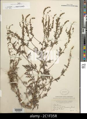 Ambrosia artemisifolia L. Foto Stock