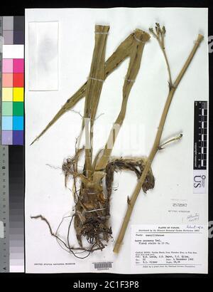 Agave panamana Trel Agave panamana Trel. Foto Stock