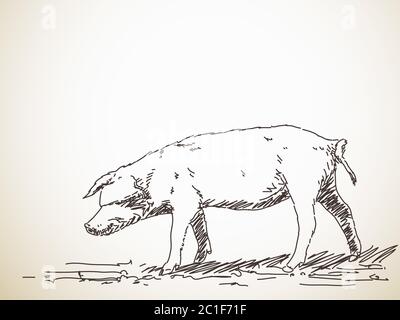 Illustrazione dello schizzo del vettore di maiale disegnata a mano Illustrazione Vettoriale