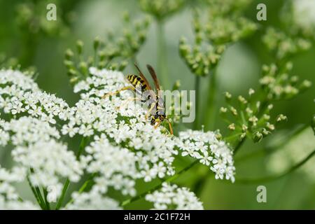 European Paper Wasp on Ground Elder Flower Foto Stock