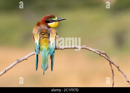 Un singolo europeo Bee Eater (Merops Apiaster) appollaiato su una filiale. Scatto orizzontale su uno sfondo non focalizzato. Spagna Foto Stock