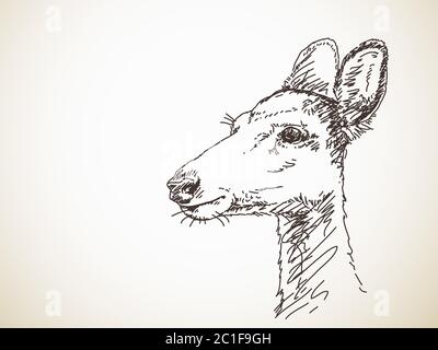 Testa di cervo giovane, illustrazione disegnata a mano, schizzo vettoriale. Illustrazione Vettoriale