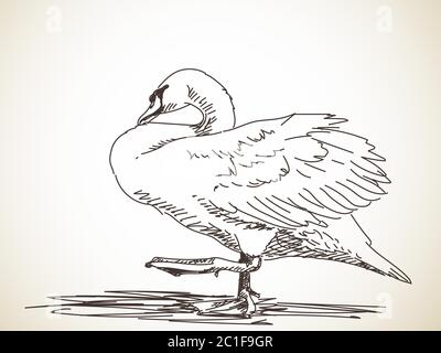 Schizzo di cigno in piedi su una gamba. Illustrazione disegnata a mano Illustrazione Vettoriale