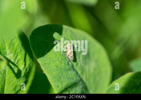 Meadow Spittlebug su foglia in Springtime Foto Stock