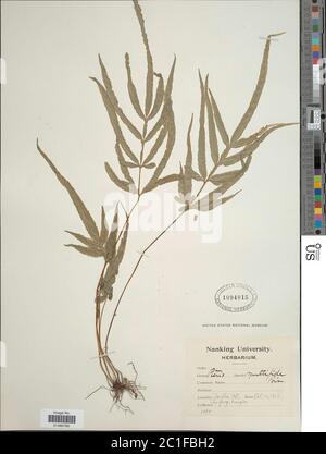 Pteris multifida Pteris multifida. Foto Stock