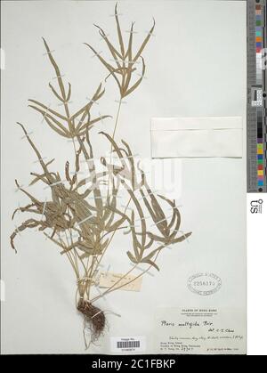 Pteris multifida Pteris multifida. Foto Stock