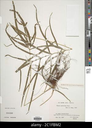 Pteris multifida Pteris multifida. Foto Stock