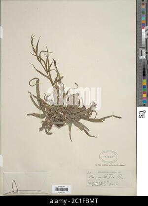 Pteris multifida Pteris multifida. Foto Stock