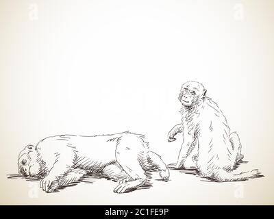 Schizzo di una coppia di scimmie, illustrazione disegnata a mano Illustrazione Vettoriale
