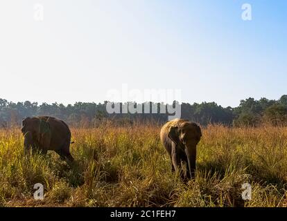 Gli elefanti indiani (Elephas maximus indicus) sono una delle tre sottospecie riconosciute dell'elefante asiatico e originaria dell'Asia continentale - Jim Corbett National Park, India Foto Stock