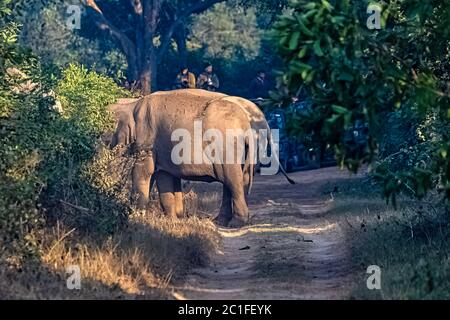 Percorso bloccato da elefanti indiani (Elephas maximus indicus) nel Jim Corbett National Park, India Foto Stock