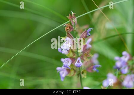 Fiori di salvia in fiore in primavera Foto Stock