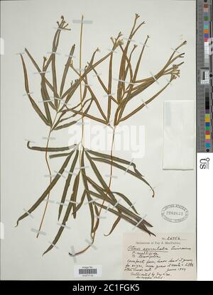 Pteris multifida Pteris multifida. Foto Stock