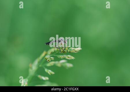 Stripe Legged Robber Fly in Springtime Foto Stock