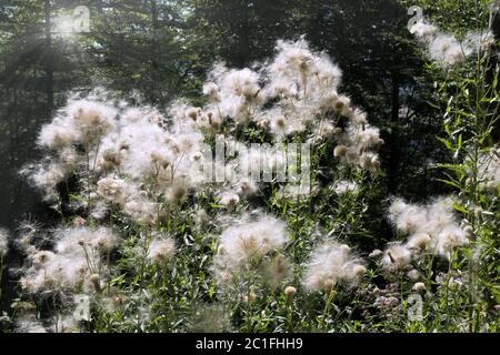 Numerosi thistles striscianti - Arvense Cirsium - con pappus piume alla luce del sole Foto Stock