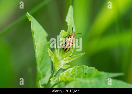 Tre Beetles di patate fiancheggiate che si accoppiano a Springtime Foto Stock