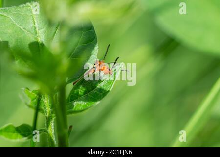 Tre Beetles di patate fiancheggiate che si accoppiano a Springtime Foto Stock
