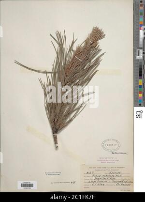 Pinus echinata Mulino Pinus echinata. Foto Stock