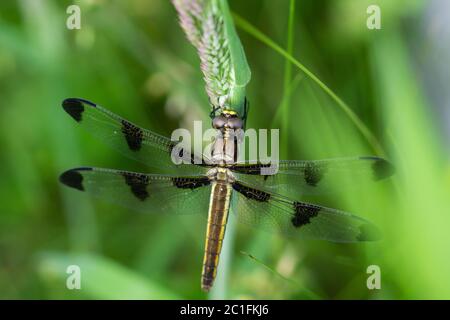 Dodici puntatori di Skimmer in primavera Foto Stock