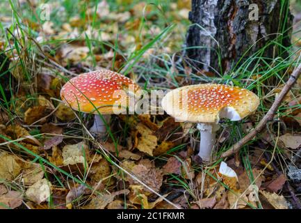 Amanita fungo velenoso due sgabelli macchiati Fly Agarico, rosso e bianco Foto Stock