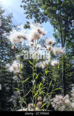 Cardo strisciante - Cirsium arvense - con pappo piume al sole in formato verticale Foto Stock