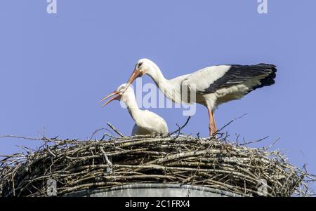 Cicogna bianca (Ciconia ciconia), coppia cicogna, giugno, basso Reno, Nord Reno-Westfalia, Germania Foto Stock