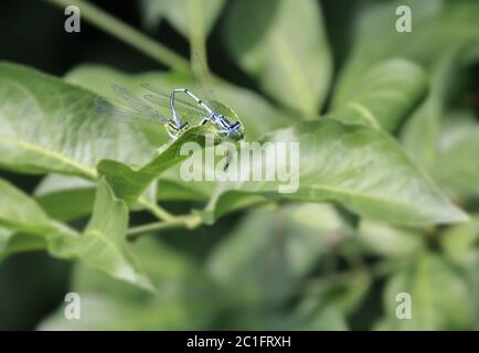 Dragonfly accoppiamento, Moth comune (Enallagma cyathigerum), giugno Foto Stock