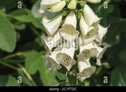 Digitalis bianco (purea alba), fagiano (Scrofulariaceae) Foto Stock