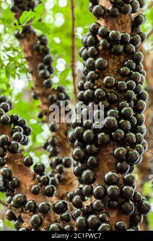 Jaboticaba albero brasiliano con un sacco di frutti soffiati sul tronco Foto Stock