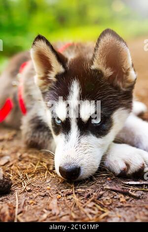 Il piccolo Husky Siberiano alleva il cane adagiato su un'erba verde nella foresta al guinzaglio Foto Stock