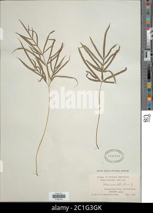 Pteris multifida Pteris multifida. Foto Stock