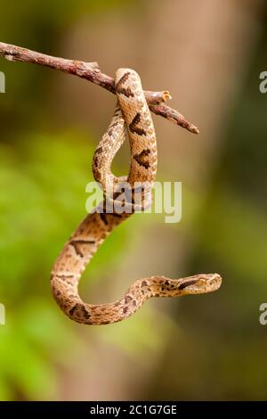 Bothrops jararaca su un torcello Foto Stock