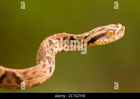 Bothrops jararaca vicino - alta dettagliato Foto Stock