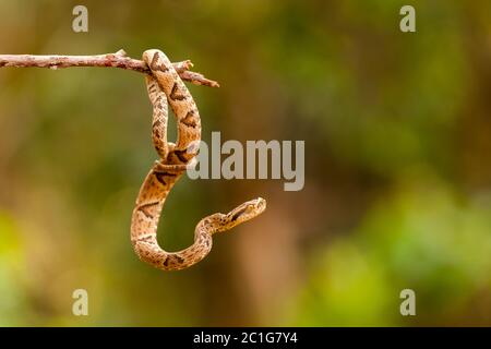 Bothrops jararaca su un torcello Foto Stock