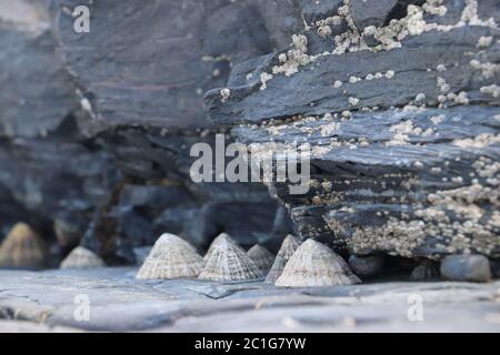 Le limpet si chiudono nascondendosi sotto la roccia coperta di barnacoli Foto Stock