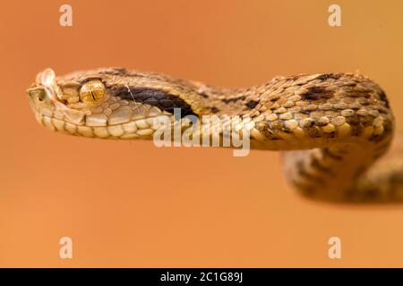 Bothrops jararaca vicino - alta dettagliato Foto Stock