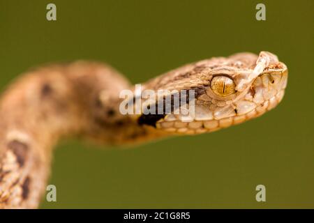 Bothrops jararaca vicino - alta dettagliato Foto Stock