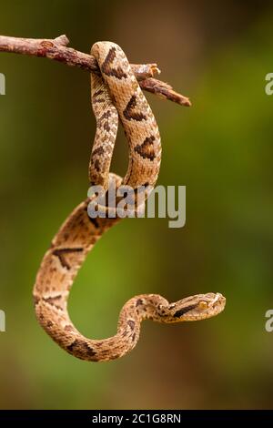 Bothrops jararaca su un torcello Foto Stock