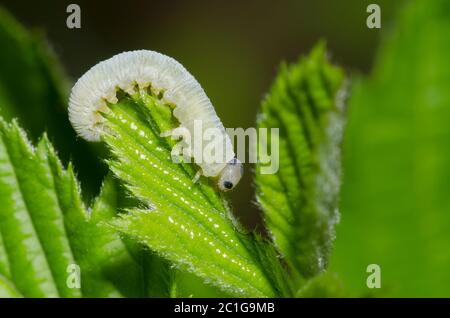 Sawfly comune, Taxonus sp., larva che alimenta su Bramble, Rubus sp. Foto Stock