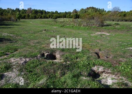 Prato pieno di conigli selvatici Foto Stock