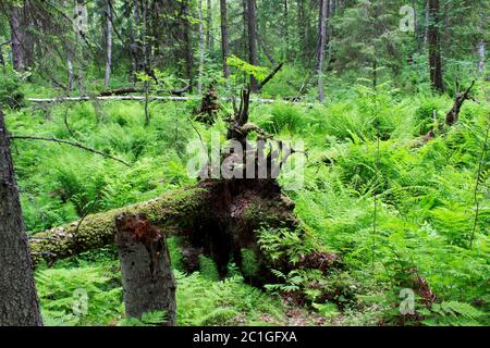 nella riserva si trova una foresta selvaggia, addensata di felci, con muschio, un albero caduto con radici sporgenti Foto Stock