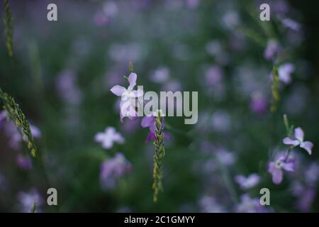 i fiori viola di notte di mattiola crescono nel giardino di sera. Foto Stock