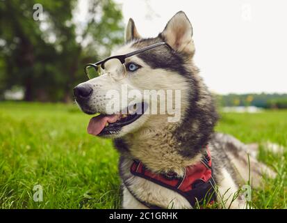 Un cane intelligente in occhiali guarda la fotocamera mentre si sdraia sull'erba in natura Foto Stock