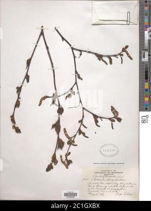 Betula x sandbergii Britton Betula x sandbergii Britton. Foto Stock
