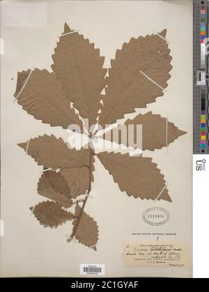 Quercus prinus L Quercus prinus L. Foto Stock