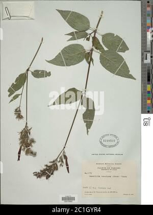 Justicia secunda Vahl Justicia secunda Vahl. Foto Stock