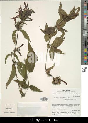 Justicia secunda Vahl Justicia secunda Vahl. Foto Stock