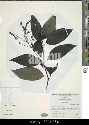 Justicia secunda Vahl Justicia secunda Vahl. Foto Stock